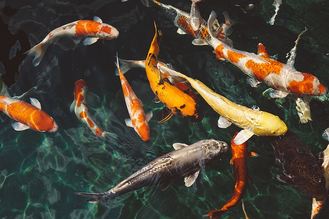 Stress du poisson