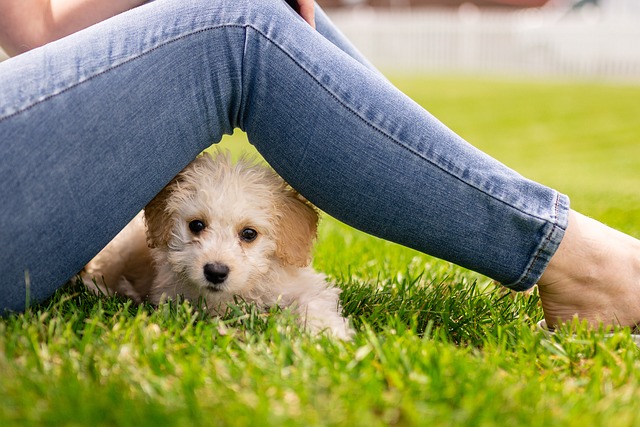 Un nouveau chiot