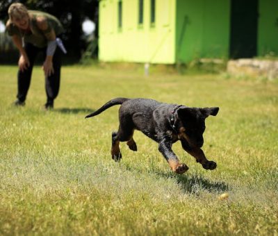 Entraînement de chien