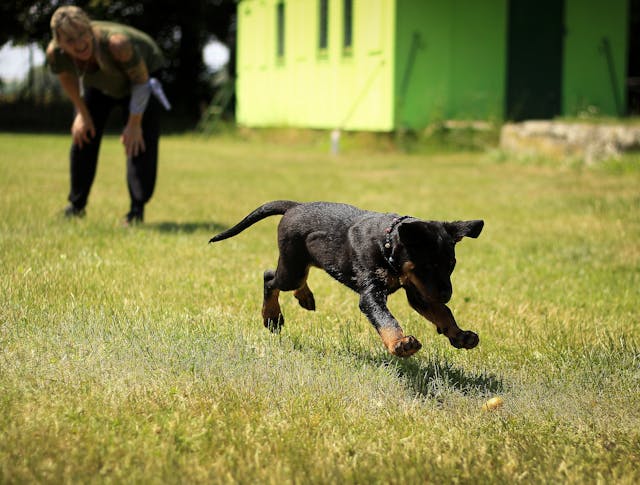 Entraînement de chien